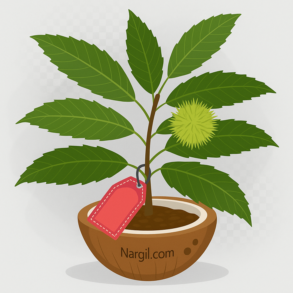  Nargil - Sweet chestnut